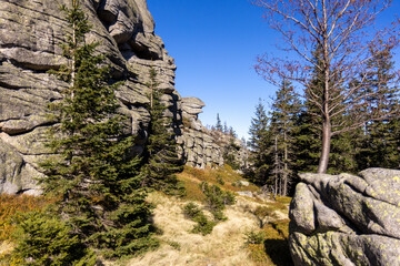 Wall Mural - Scenic view of a forest path surrounded by cliffs under blue sky