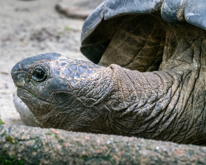 Sticker - Closeup of an Aldabra giant tortoise on a ground