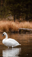 Poster - Vertical shot of a white swan standing in a pond