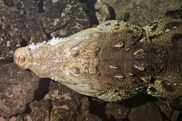 Sticker - Closeup of a crocodile under the water