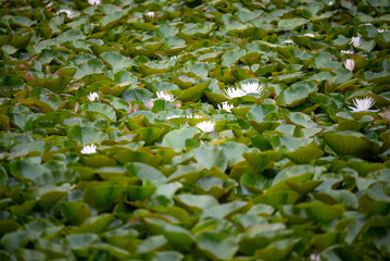 Poster - Selective shallow focus shot of white water lily flowers with green leaves floating on water