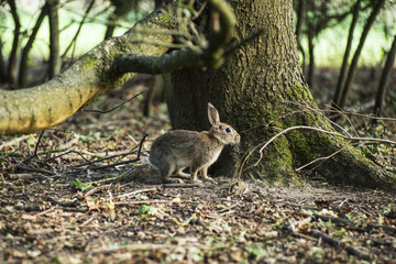 Sticker - Closeup shot of a wild rabbit