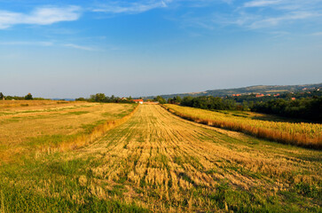 Poster - Meadow taking to the horizon on sunny day