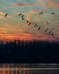 Sticker - Vertical shot of Lake Kerkini with geese flying above it during the sunset in Greece