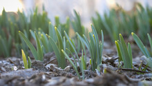 Close Up Shot Of Fresh Plants Sprouting In Spring Time