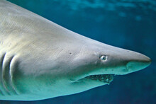 Closeup Of A Shark Under The Sea