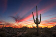 Arizona sunset sky with Saguaro cactus and Sonoran Desert landscape
