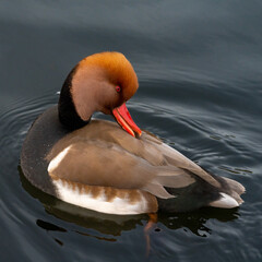 Poster - Red-crested porchard duck in the water