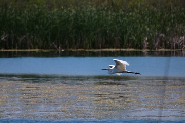 Canvas Print - Distant view of the Eastern great egret flying over the water