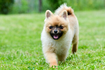 Poster - Shallow focus of a cute pomeranian dog with its mouth open walking on the grass