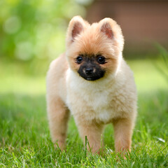 Poster - Shallow focus of a cute little pomeranian dog walking on the grass in the park