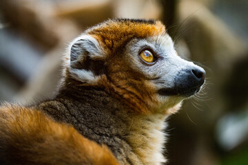 Canvas Print - Selective focus shot of lemur