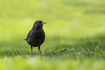 Wall Mural - Closeup of a black bird on grass in a field