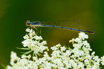 Poster - Macro of a dragonfly on a flower