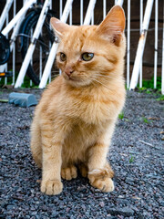 Wall Mural - Closeup of a cute little cat in a yard