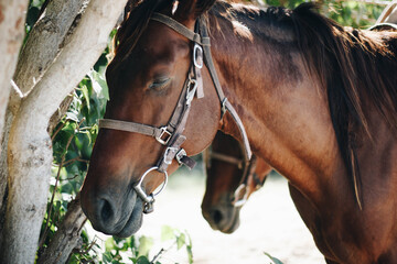 Wall Mural - Closeup shot of the beautiful horse on a sunny day