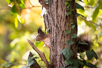 Poster - Closeup of a squirrel climbing a tree