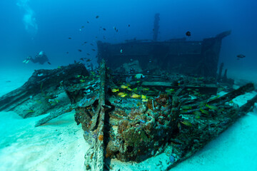 Canvas Print - Closeup of the underneath world of an ocean