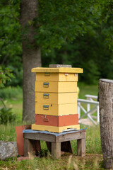 Canvas Print - Vertical photo colorful bee box hive and trees