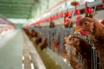 Poster - Selective focus shot of chickens on a coop in a farm