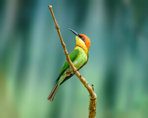 Poster - Green bee eater bird on a tree branch