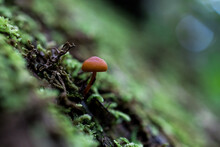 Closeup Shot Of A Small Mushroom On The Blurry Background