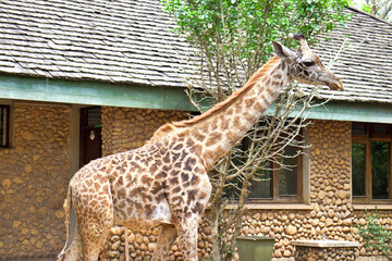 Poster - Beautiful small giraffe in a park near a stone house