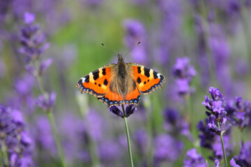 Wall Mural - Closeup shot of a beautiful butterfly sitting on a lavander.