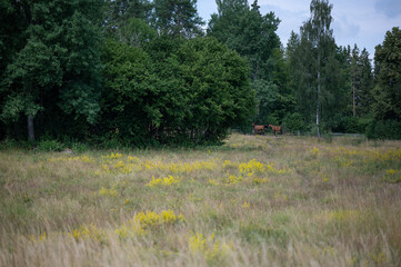 Sticker - Photo of a rural town with trees, animals and grassland