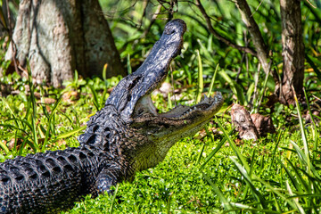 Canvas Print - Black alligator gaped his mouth somewhere in the tropical jungle