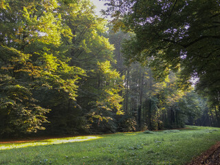 Wall Mural - grassy section in the forest depths on a sunny day