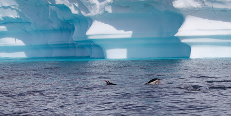 Sticker - Natural view of Gentoo penguins swimming in Antarctica