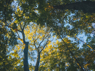 Wall Mural - sunny sky above the dense trees with thin trunks