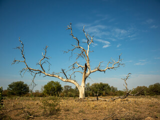 Poster - Vertical shot of a big leafless tree stands alone in a field against a blue sky on a sunny day