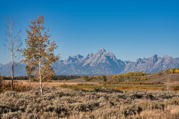 Canvas Print - Beautiful shot of a field full of autumn trees in the background of a mountain.