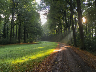 Wall Mural - forest footpath in the depth on a sunny day