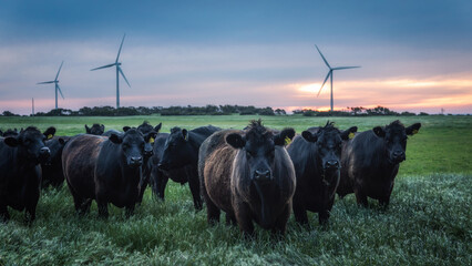 Sticker - Beautiful view of herd of cows on a farm