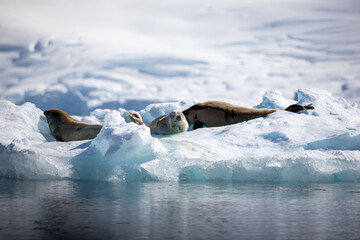 Sticker - Seals by the ocean in Antarctica