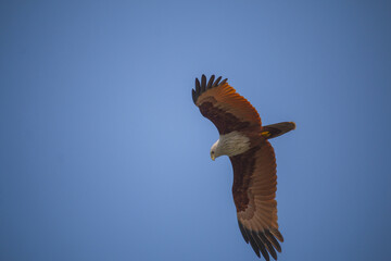 Poster - Bald eagle flying in the bright sky with copy space