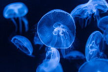 Closeup Of Blue Jellyfish In An Aquarium