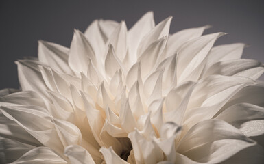 Sticker - Closeup of a white dahlia on a dark background