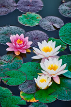 Vertical Shot Of Water Lily Flowers In A Pond