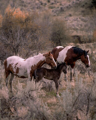 Canvas Print - Vertical shot of spotted brown white horses and a baby horse on a field