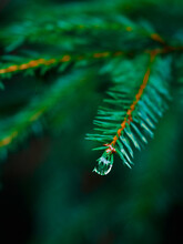 Selective Shot Of Small Water Droplet On A Pine Tree Branch With Blurred Green Background