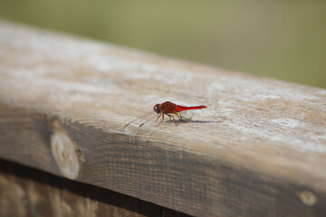 Poster - Closeup of a Stone dragonfly sitting on a wooden chair