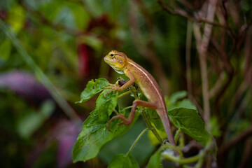 Sticker - Closeup shot of a lizard perched on a tree branch