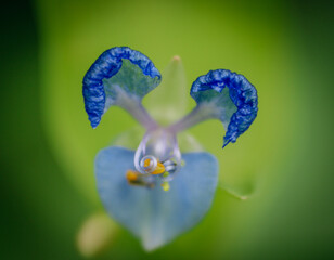 Wall Mural - Close-up shot of a blue Dayflower on a blurred background in the garden in spring