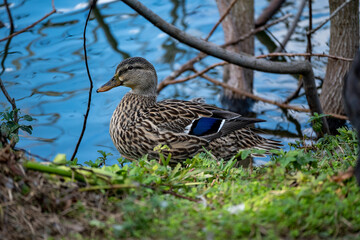 Poster - Beautiful shot of a mallard among the trees on the background of a lake