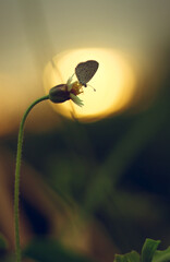 Poster - Beautiful butterfly on a flower bud on a blurred background of the sunset