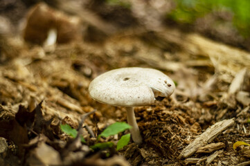 Wall Mural - Closeup shot of a wild mushroom